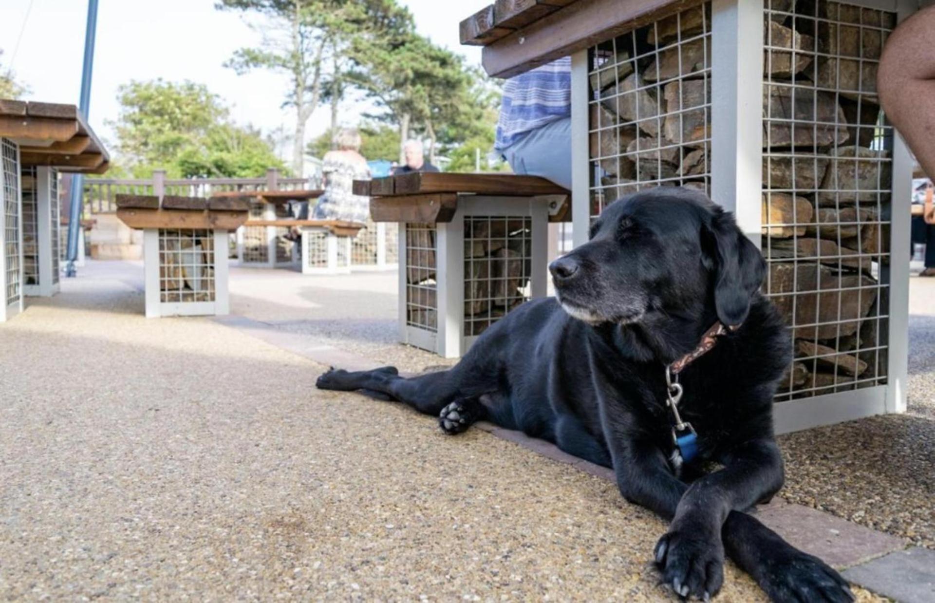 Newquay Bay Resort Sandy Toes - Pet Friendly Esterno foto